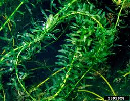 Image result for Elodea