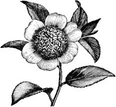 Flower Of Camellia Japonica Anemonaeflora Clip Art Vintage Flower Clipart Vintage Flowers