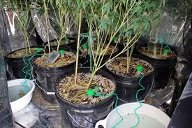 Choose The Best Irrigation System For Your Cannabis Cultivation
