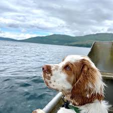 Image result for clumber španěl lov