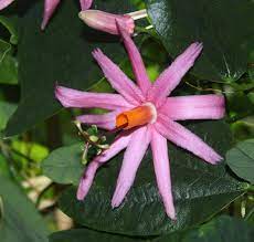 Passiflora Tulaejpg 5 Passion Flower Passiflora Bleeding Heart
