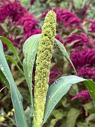 Image result for Setaria italica
