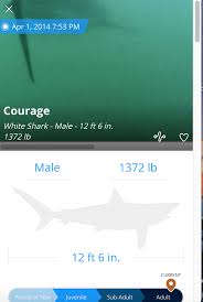 Download shark tracker apk for android. Site Lets You Track Sharks Around The World Komando Com