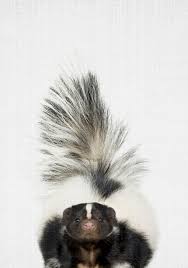 Skunks are mammals that can be easily recognized by their black and white colored fur. Skunk Einzigartiges Poster Photowall