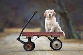 Best dog photographer near me. Dog Portraits And Their Stories Studio Blog Good Doggy Pet Photography