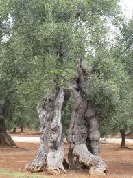 Pin By Rolf Suhre On Amazing Olive Tree Tree Old Trees