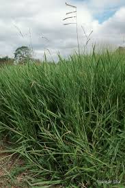 Image result for Urochloa deflexa