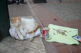 mama icin dilenen kedi fenomen oldu bursa http www haberihbarhatti com 2018 mama icin dilenen kedi fenomen oldu 28395 fenomenler kedi manti
