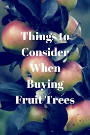 These trees generally need a spacing of not less than 8', and a usable height of 6' or more. Things To Consider When Buying Fruit Trees