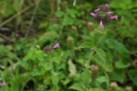 Image result for Clinopodium uhligii