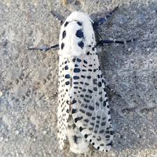 ゴマフボクトウ (Zeuzera pyrina) - Picture Insect