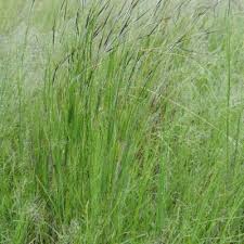 Image result for Heteropogon