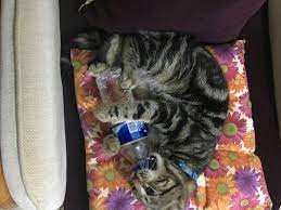 tc engin korkmaz adli kullanicinin kedi poncik in yaramazliklari panosundaki pin kedi