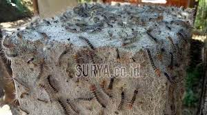 Tafsir mimpi melihat banyak ulat bulu masuk rumah. Primbon Jawa Ulat Bulu Masuk Rumah Delinews Tapanuli