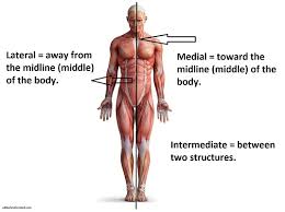 Fill in the blank with the appropriate directional term to complete the following sentences. Anatomical Position And Directional Terms Anatomy And Physiology