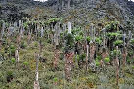 Image result for Lobelia wollastonii