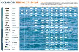 What Fish To Catch When To Catch Them In Ocean City Md