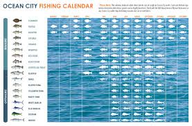 what fish to catch when to catch them in ocean city md