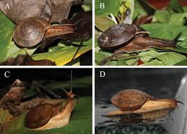 Image result for Asplenium markusbeckeri