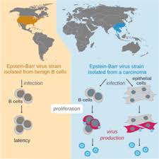 Lessons learned from the virus and the host 1999. Spontaneous Lytic Replication And Epitheliotropism Define An Epstein Barr Virus Strain Found In Carcinomas Sciencedirect
