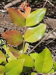 Image result for Acokanthera schimperi