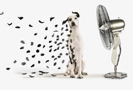 Dog days of summer quotes. Saturday Silly S Funny Quotes And Pictures Makobi Scribe