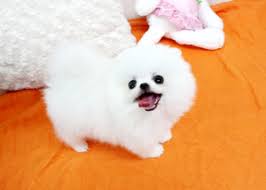 We did not find results for: Teacup Pomeranian Price In South Africa Novocom Top