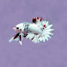 Yet Another Hmpk Sporting The Colours Of Christmas A Red And White Beauty Although The Festive Days Have Passed We Could R Betta Betta Fish Types Betta Fish