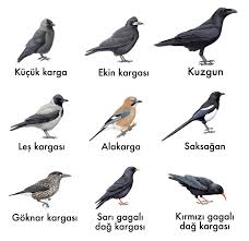 Pedram Turkoglu On Twitter Bird Guides Animals Anatomi