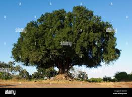 Image result for Xanthocercis zambesiaca