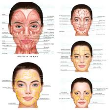 Facial Anatomy Bundle