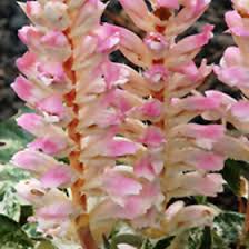 Image result for Acanthus