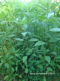 Topinambur, eine pflanze mit vielen namen wie borbel, erdapfel, erdartischocke, erdbirne. Topinambur Das Verkannte Gemuse Permakultur Garten Blog