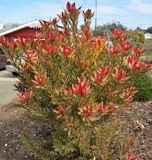 Leucadendron Jester By Entireleaves Via Flickr African Plants Australian Native Garden Native Garden
