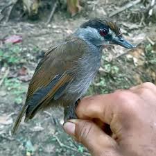 Chapter 5 bahasa indonesia, jangan lupa mengklik tombol like dan share ya. This Bird Wasn T Seen For 170 Years Then It Appeared In An Indonesian Forest The New York Times