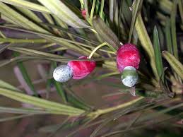 Image result for Podocarpaceae