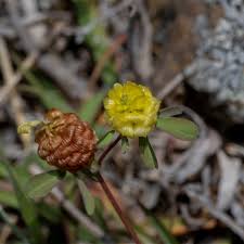Image result for Trifolium campestre