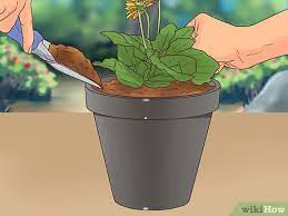 Our plant care library and virtual workshops provide support and encouragement to all plant parents. How To Buy Potted Flowers 14 Steps With Pictures Wikihow