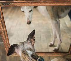 What Do Animals See In The Mirror