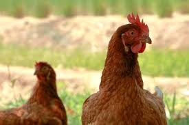 This increasingly popular breed is a very efficient layer. Production Red Chicken Hatcheries And Breeders The Featherbrain