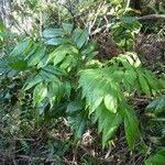 Image result for Cnestis polyphylla