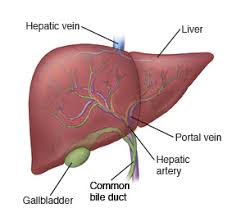 A venn diagram is used to show similarities and differences. How The Liver Works