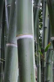 Image result for Pilea bambuseti