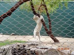This is a small zoo and aquarium that features. Playtime In Siegfried Roy S Secret Garden Picture Of White Tiger Habitat At The Mirage Las Vegas Tripadvisor