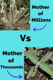 Mother Of Thousands Vs Mother Of Millions In 2020 Types Of Succulents Propagating Plants Flowering Succulents
