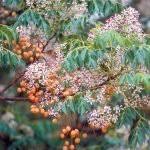 Image result for Tannodia swynnertonii