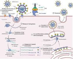 The present review summarizes the growing body of work defining the mechanisms of action of this exciting new vaccine technology that should allow rational approaches in the design of next generation mrna vaccines. Covid 19 Progress In Diagnostics Therapy And Vaccination