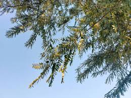 Image result for Acacia exuvialis