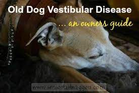 Old Dog Vestibular Disease What You Need To Know