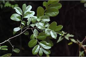 Image result for Diospyros crassiflora